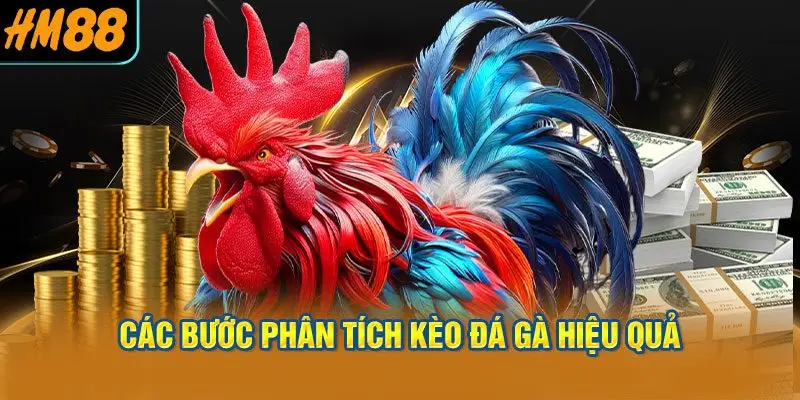 Các bước phân tích kèo đá gà hiệu quả