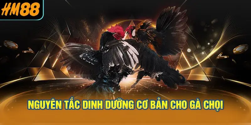 Nguyên Tắc Dinh Dưỡng Cơ Bản Cho Gà Chọi